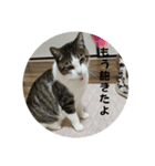にゃんにゃんむすめ（個別スタンプ：8）