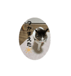 にゃんにゃんむすめ（個別スタンプ：10）