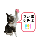 にゃんにゃんむすめ（個別スタンプ：12）