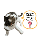 にゃんにゃんむすめ（個別スタンプ：14）