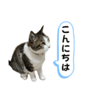 にゃんにゃんむすめ（個別スタンプ：16）