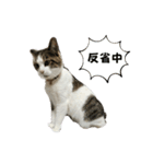 にゃんにゃんむすめ（個別スタンプ：17）