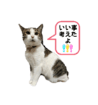 にゃんにゃんむすめ（個別スタンプ：18）