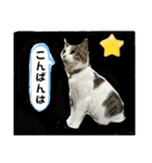 にゃんにゃんむすめ（個別スタンプ：21）