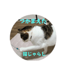 にゃんにゃんむすめ（個別スタンプ：23）