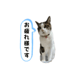 にゃんにゃんむすめ（個別スタンプ：25）