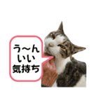 にゃんにゃんむすめ（個別スタンプ：27）