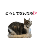 にゃんにゃんむすめ（個別スタンプ：31）