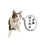 にゃんにゃんむすめ（個別スタンプ：32）