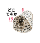 にゃんにゃんむすめ（個別スタンプ：33）