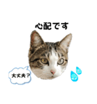 にゃんにゃんむすめ（個別スタンプ：35）