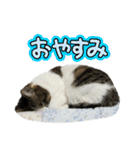 にゃんにゃんむすめ（個別スタンプ：36）