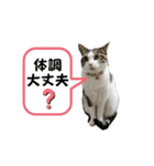 にゃんにゃんむすめ（個別スタンプ：39）