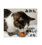 にゃんにゃんむすめ（個別スタンプ：40）