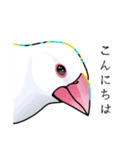 白文鳥≒Sue（個別スタンプ：3）