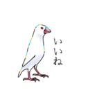 白文鳥≒Sue（個別スタンプ：11）