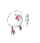 白文鳥≒Sue（個別スタンプ：12）