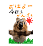 【BIG】クオッカワラビー（個別スタンプ：1）