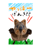【BIG】クオッカワラビー（個別スタンプ：2）