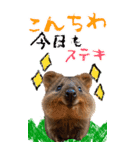 【BIG】クオッカワラビー（個別スタンプ：3）