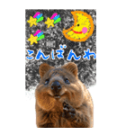 【BIG】クオッカワラビー（個別スタンプ：4）