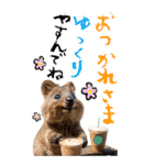 【BIG】クオッカワラビー（個別スタンプ：6）