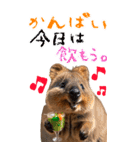 【BIG】クオッカワラビー（個別スタンプ：7）