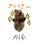 【BIG】クオッカワラビー（個別スタンプ：8）