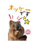【BIG】クオッカワラビー（個別スタンプ：9）