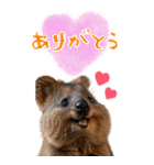 【BIG】クオッカワラビー（個別スタンプ：10）