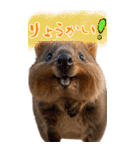 【BIG】クオッカワラビー（個別スタンプ：11）