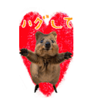 【BIG】クオッカワラビー（個別スタンプ：12）