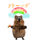 【BIG】クオッカワラビー（個別スタンプ：13）