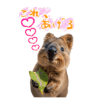 【BIG】クオッカワラビー（個別スタンプ：15）