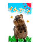 【BIG】クオッカワラビー（個別スタンプ：16）