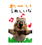 【BIG】クオッカワラビー（個別スタンプ：17）