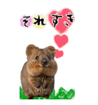 【BIG】クオッカワラビー（個別スタンプ：20）