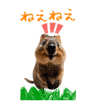 【BIG】クオッカワラビー（個別スタンプ：21）