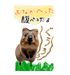 【BIG】クオッカワラビー（個別スタンプ：22）