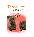 【BIG】クオッカワラビー（個別スタンプ：23）