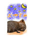 【BIG】クオッカワラビー（個別スタンプ：24）