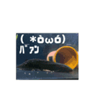 古代魚うごくすたんぷぅ（個別スタンプ：5）