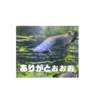 古代魚うごくすたんぷぅ（個別スタンプ：15）