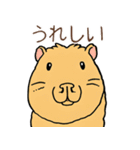 日常で使える！かわいいカピバラたち2（個別スタンプ：19）