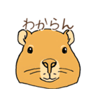日常で使える！かわいいカピバラたち2（個別スタンプ：26）