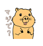 日常で使える！かわいいカピバラたち2（個別スタンプ：31）