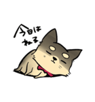 ポメチワのポアロ！（個別スタンプ：19）