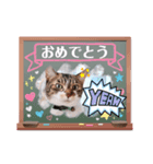 卒業＆入学の読み聞かせさんと猫スタンプ2（個別スタンプ：1）