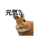 アディオス アミーゴ（個別スタンプ：1）