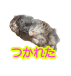 アディオス アミーゴ（個別スタンプ：7）
